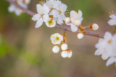 Beautiful white plum tree flowers blossoming during the spring.