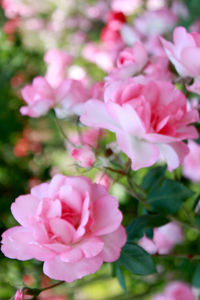 Close-up of pink roses