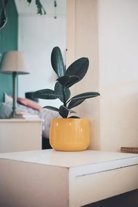 Close-up of potted plant on table at home