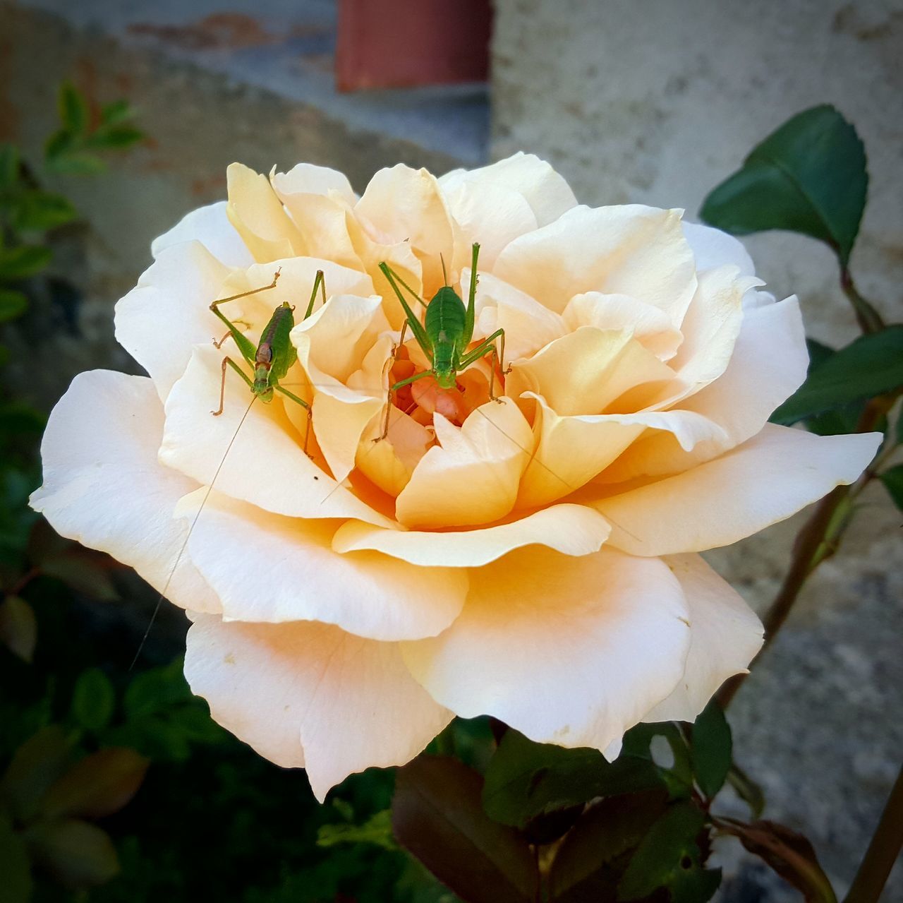 flower, petal, rose - flower, white color, flower head, nature, fragility, beauty in nature, plant, focus on foreground, wild rose, outdoors, freshness, day, close-up, no people, growth, blooming, animal themes