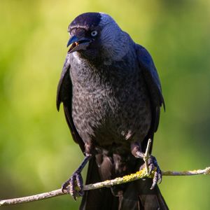 Close-up of a bird