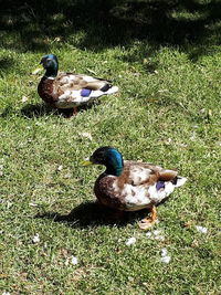 High angle view of mallard duck on field