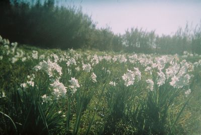 View of flowering plants on field
