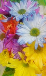 Close-up of daisy flower