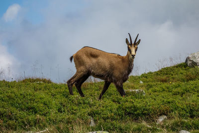 Deer standing in a field