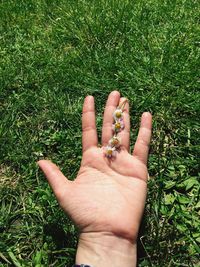 Cropped hand with white daisy flowers on grass