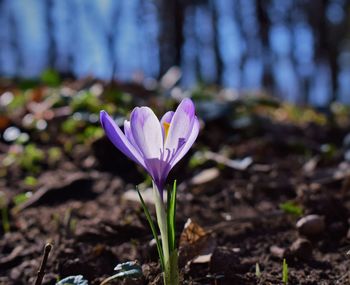 Close-up of purple crocus flower growing on field