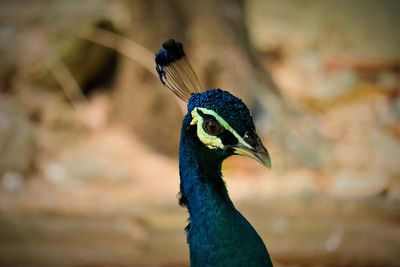 Close-up of a bird