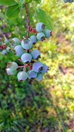 Close-up of grapes hanging on tree