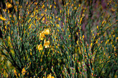 Close-up of yellow flowering plants