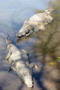 High angle view of crocodiles in lake