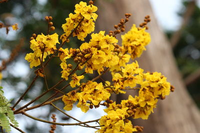 Close-up of yellow flowering plant