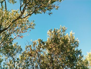 Low angle view of tree against blue sky