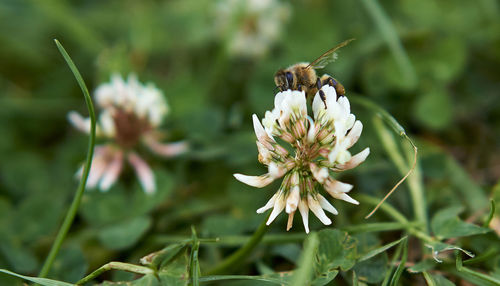 Close-up of butterfly pollinating on flower