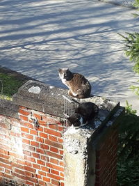 Bird perching on stone wall