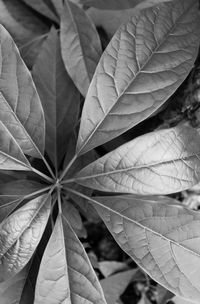 Close-up of maple leaves