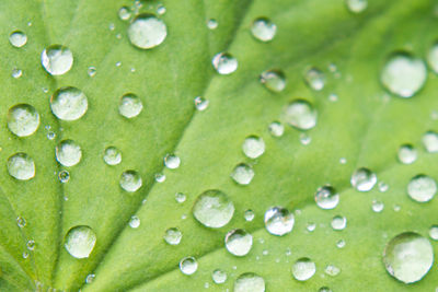 Detail shot of water drops on leaf