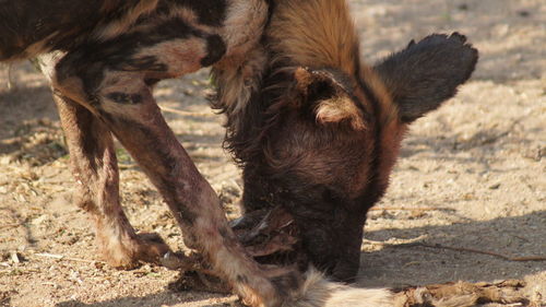 Close-up of horse in field