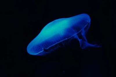 Close-up of jellyfish swimming in sea