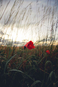 Close-up of red poppy flowers on field