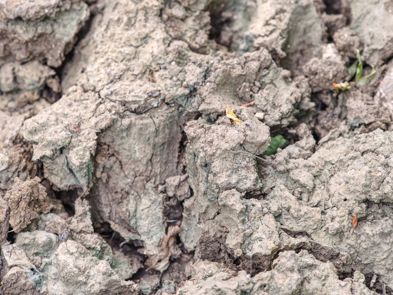 CLOSE-UP OF AN INSECT ON ROCK