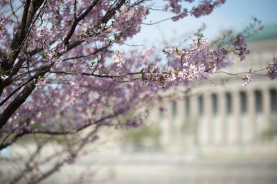 Pink cherry blossoms in spring