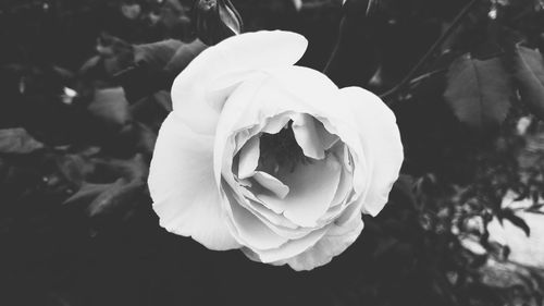 Close-up of rose