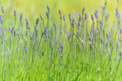 Close-up of plants growing on field