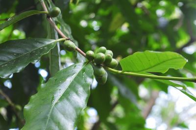 Close-up of fresh green leaves