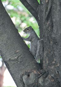 Squirrel on tree trunk