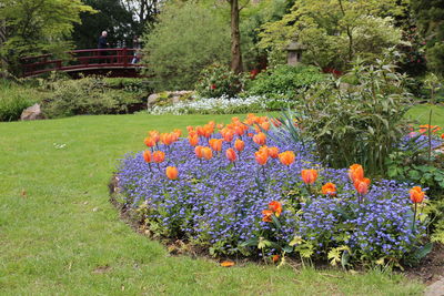 View of flowers growing in field