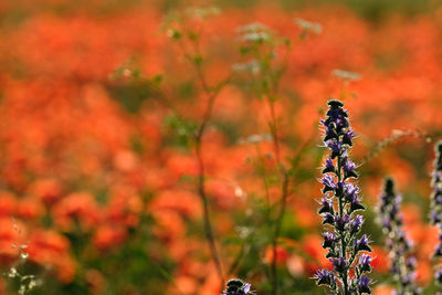 Close-up of red flowering plant