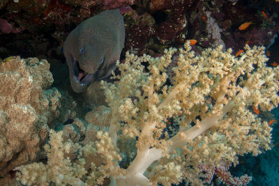 Close-up of fish swimming in sea