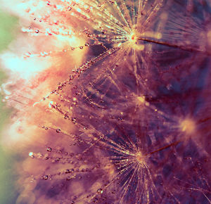 Close-up of fireworks