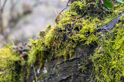 Close-up of moss growing on tree trunk