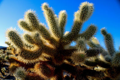 Low angle view of cactus plant against clear sky