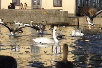 Swans swimming in lake