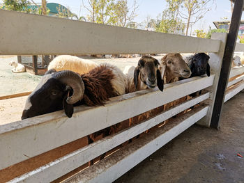 View of dogs sleeping in pen