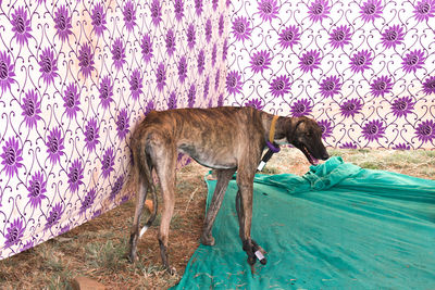 Side view of a dog looking away