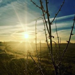 Close-up of plants on field against sky at sunset