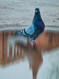 Close-up of bird in lake