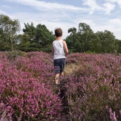 Rear view of boy walking amidst purple flowers on field