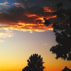 Low angle view of silhouette trees against orange sky