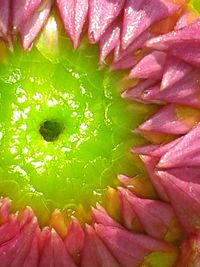 Full frame shot of water lily