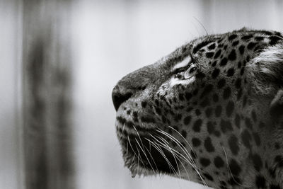 Close-up of leopard