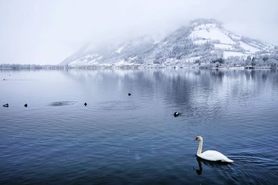 Swans swimming in lake during winter