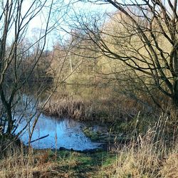 Reflection of bare trees in water