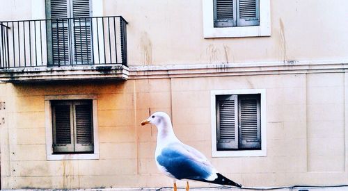 Birds perching on wall