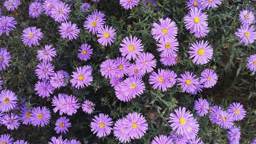 High angle view of purple flowering plants