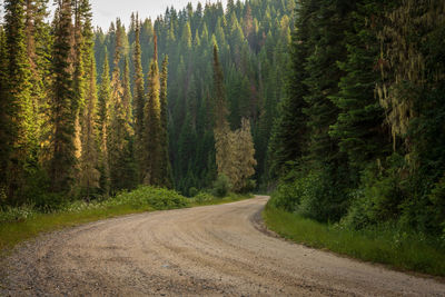 Dirt road amidst trees in forest